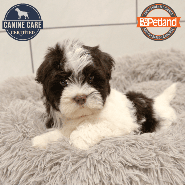 Havanese-Dog-Male---Petland Overland Park, Kansas
