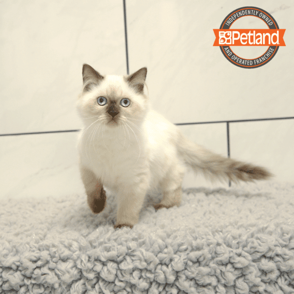 Himalayan-Cat-Female---Petland Overland Park, Kansas