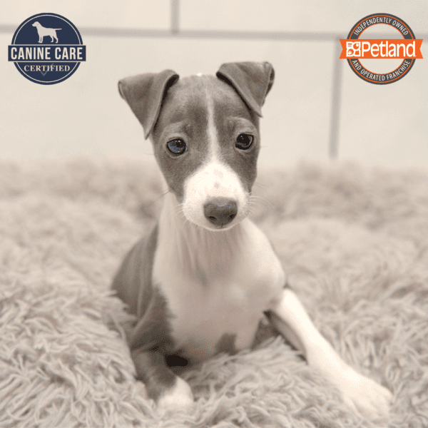 Italian Greyhound-Dog-Female---Petland Overland Park, Kansas