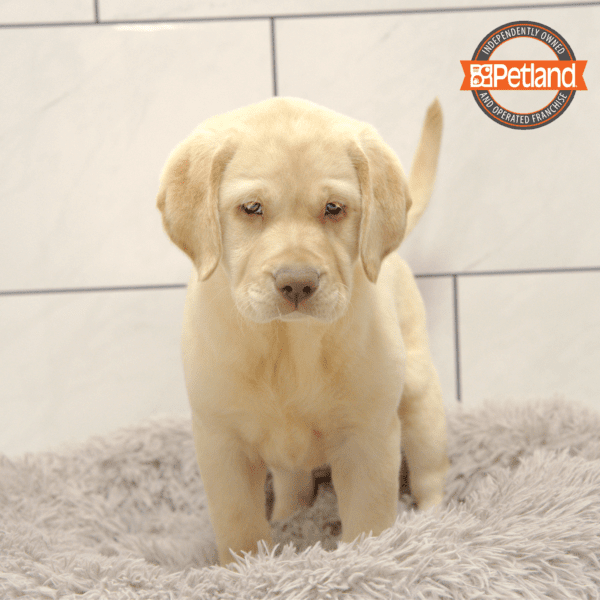 Labrador Retriever-Dog-Female---Petland Overland Park, Kansas