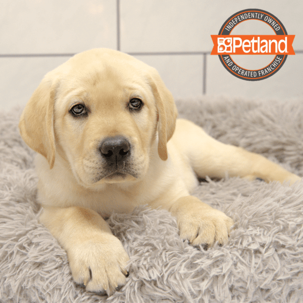 Labrador Retriever-Dog-Male---Petland Overland Park, Kansas