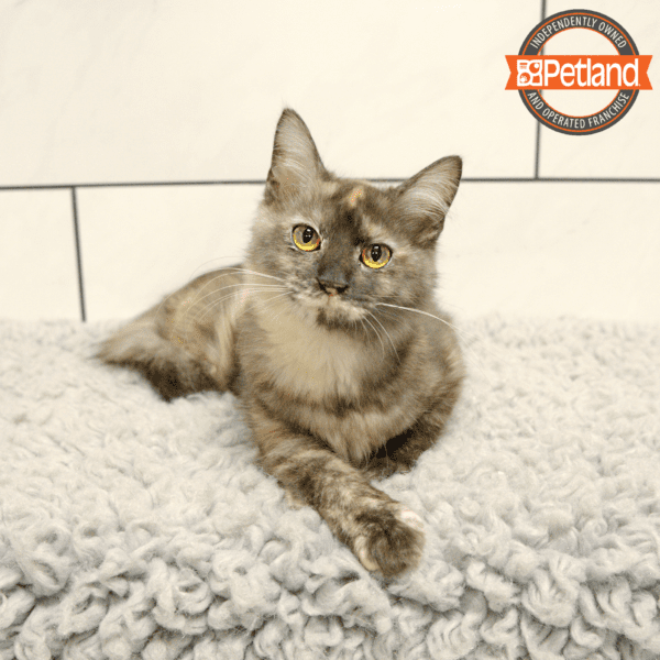 Maine Coon-Cat-Female---Petland Overland Park, Kansas