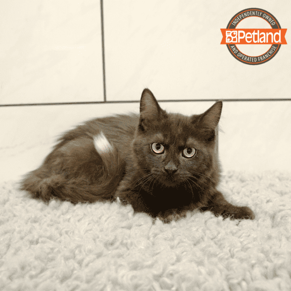 Petland kittens for sale shop