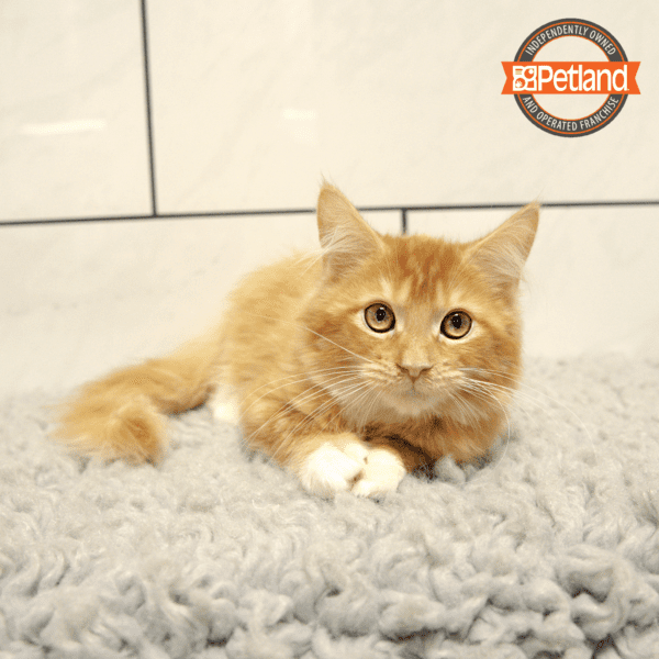 Maine Coon-Cat-Female---Petland Overland Park, Kansas