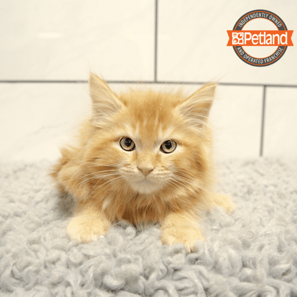 Petland kitten prices shop