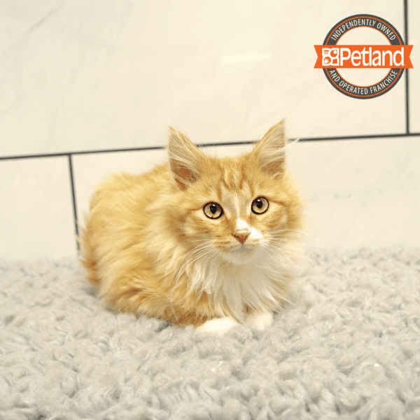 Maine Coon-Cat-Male---Petland Overland Park, Kansas