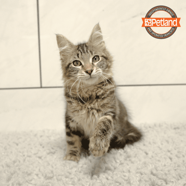 Maine Coon-Cat-Male---Petland Overland Park, Kansas