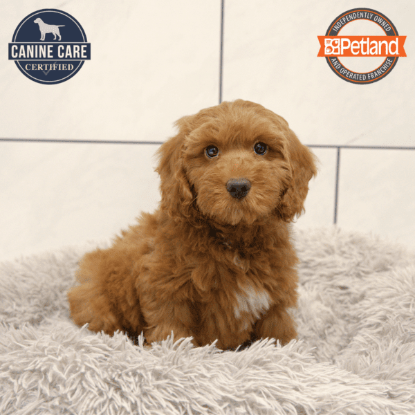 Goldendoodle Mini 2nd Gen-Dog-Male---Petland Overland Park, Kansas