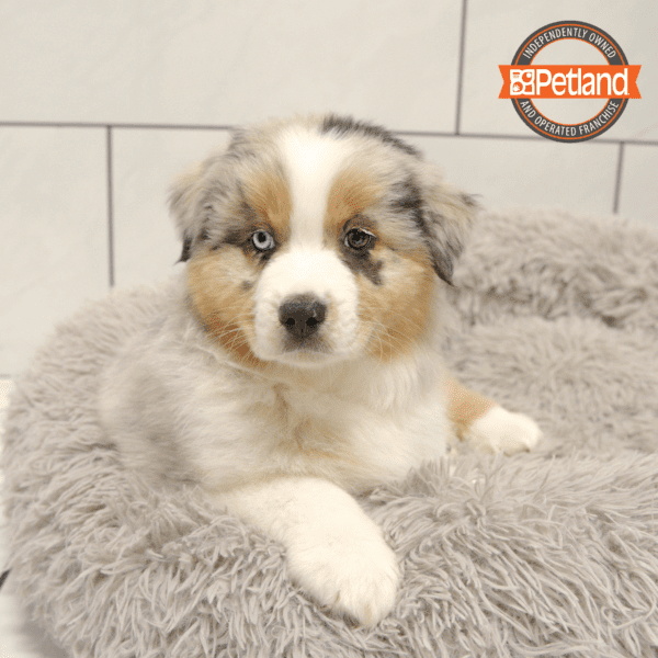 Miniature American Shepherd-Dog-Male---Petland Overland Park, Kansas