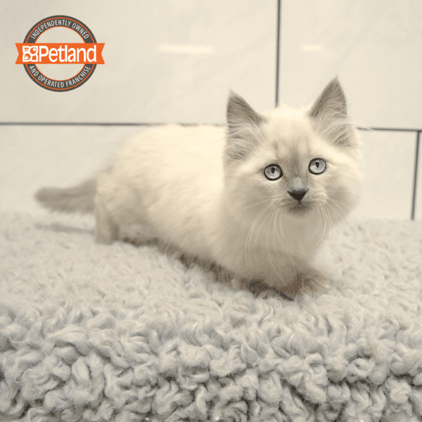 Munchkin-Cat-Female---Petland Overland Park, Kansas
