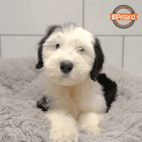 Old English Sheepdog Dog Male Petland Overland Park, Kansas