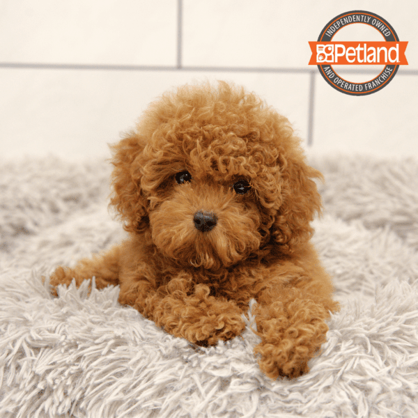 Poodle-Dog-Female---Petland Overland Park, Kansas