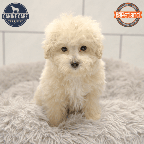Poodle-Dog-Female---Petland Overland Park, Kansas