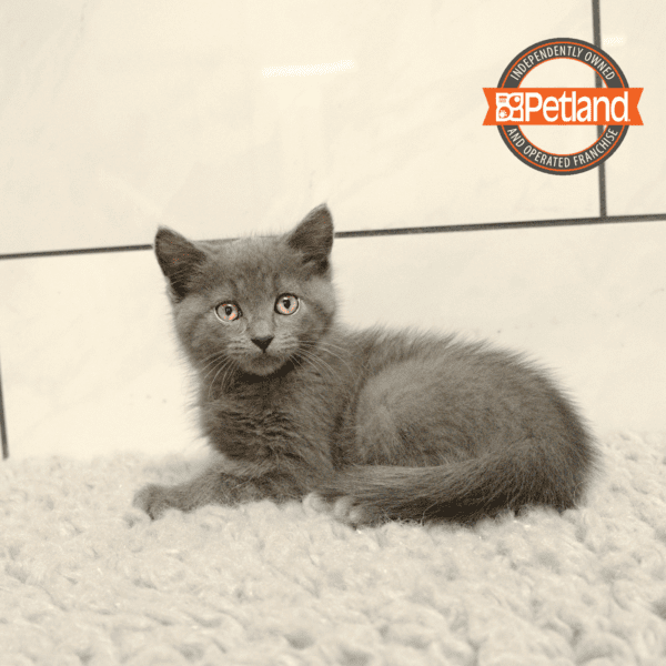Russian Blue-Cat-Female---Petland Overland Park, Kansas