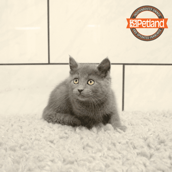 Russian Blue-Cat-Male---Petland Overland Park, Kansas