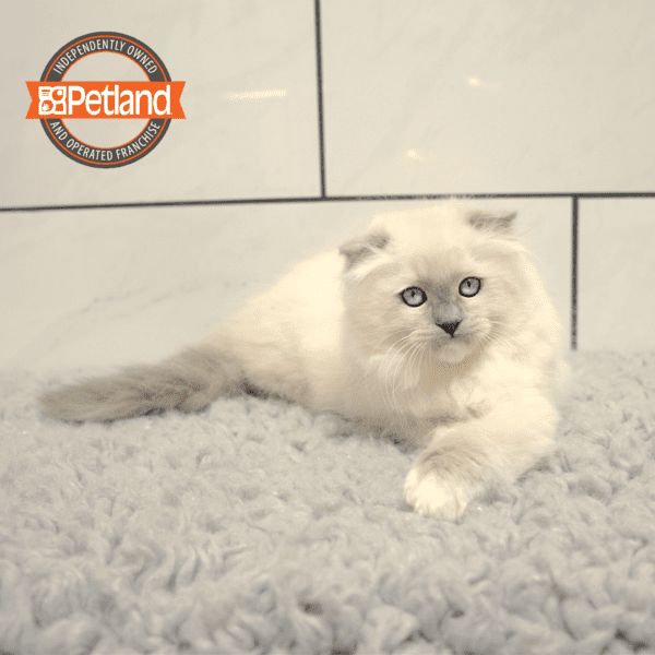 Scottish Fold-Cat-Female---Petland Overland Park, Kansas