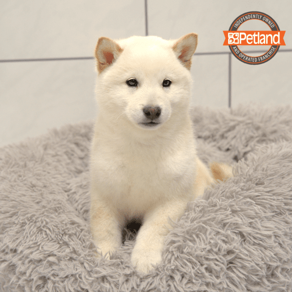 Shiba Inu-Dog-Male---Petland Overland Park, Kansas