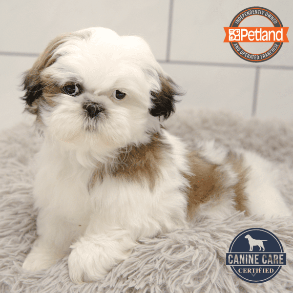 Shih Tzu Puppies For Sale Petland Overland Park Kansas