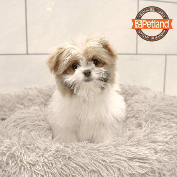 Shih Tzu/Pomeranian-Dog-Female---Petland Overland Park, Kansas