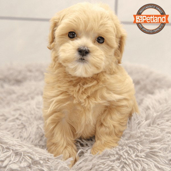 Shihpoo-Dog-Male---Petland Overland Park, Kansas