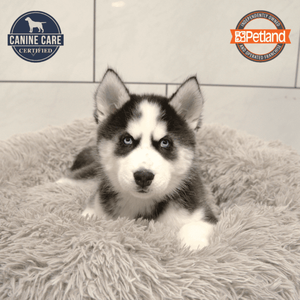 Siberian Husky-Dog-Male---Petland Overland Park, Kansas