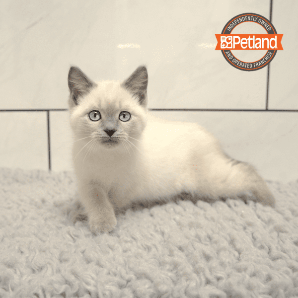 Tonkinese-Cat-Male---Petland Overland Park, Kansas