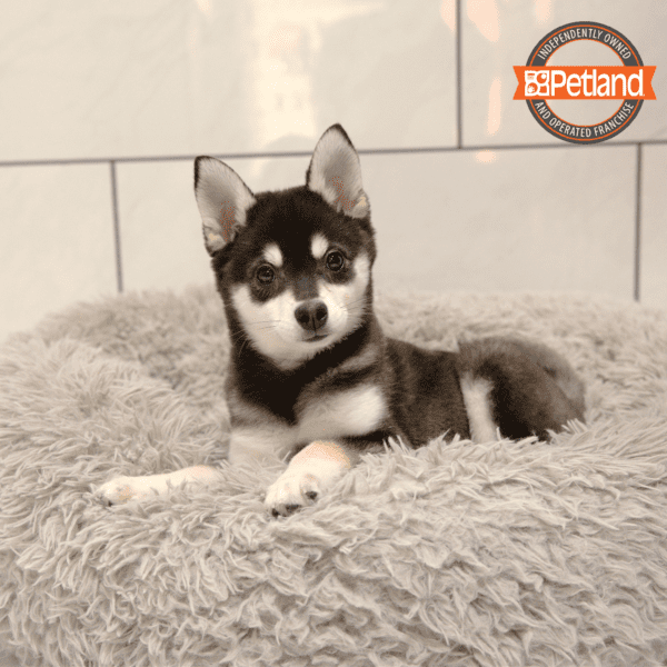 Alaskan Klee Kai-Dog-Female---Petland Overland Park, Kansas