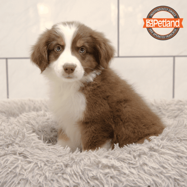 Australian Shepherd-Dog-Male---Petland Overland Park, Kansas