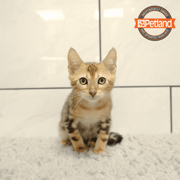 Bengal-Cat-Male---Petland Overland Park, Kansas