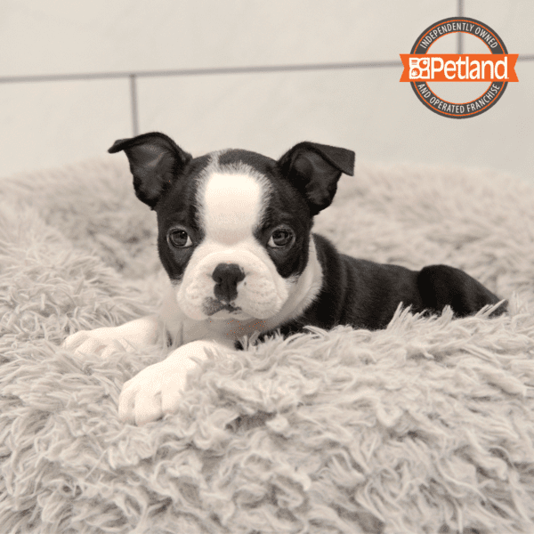 [#243451-03] Black / White F Boston Terrier Puppies for Sale