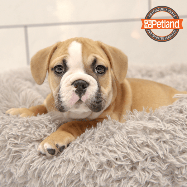 [#2552-05] Red / White M Bulldog/Bulldog-Beagle Puppies for Sale