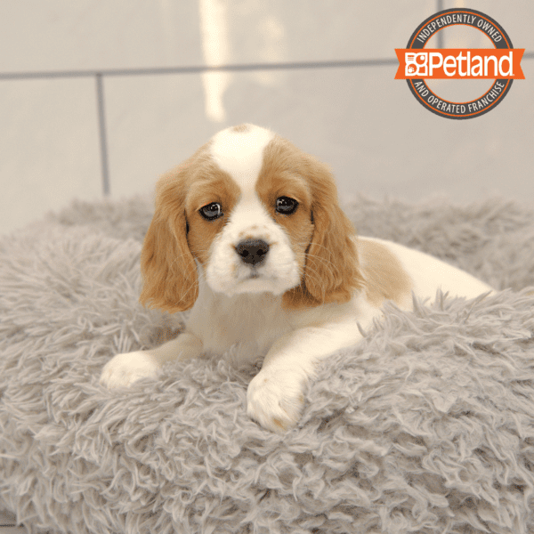 Cavalier King Charles Spaniel-Dog-Female---Petland Overland Park, Kansas