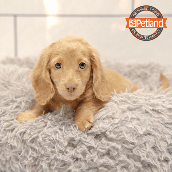 Dachshund-Dog-Female---Petland Overland Park, Kansas