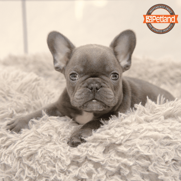 French Bulldog-Dog-Male---Petland Overland Park, Kansas
