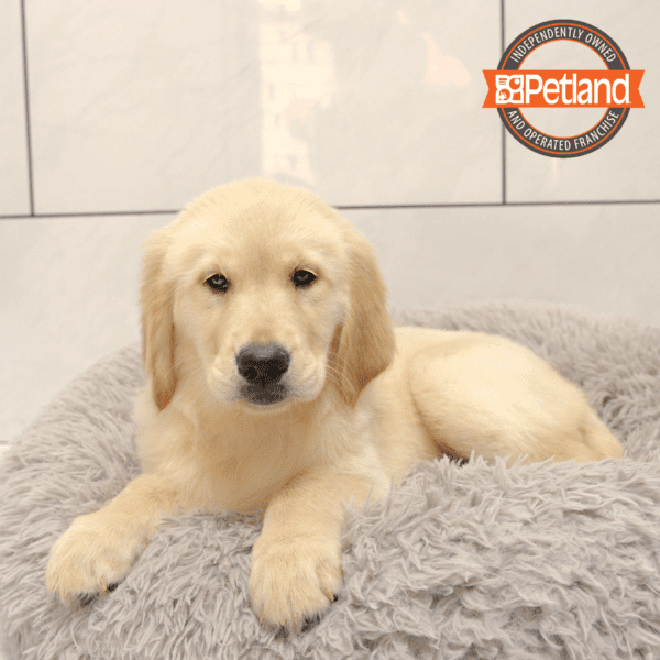 Golden Retriever-Dog-Female---Petland Overland Park, Kansas