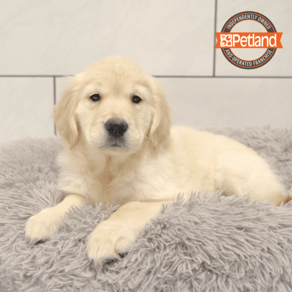 Golden Retriever-Dog-Female---Petland Overland Park, Kansas