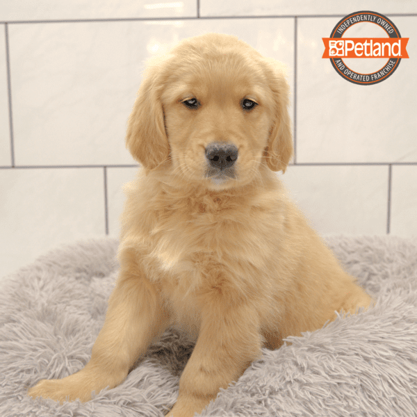 Golden Retriever-Dog-Male---Petland Overland Park, Kansas