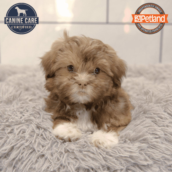 Havatzu-Dog-Female---Petland Overland Park, Kansas