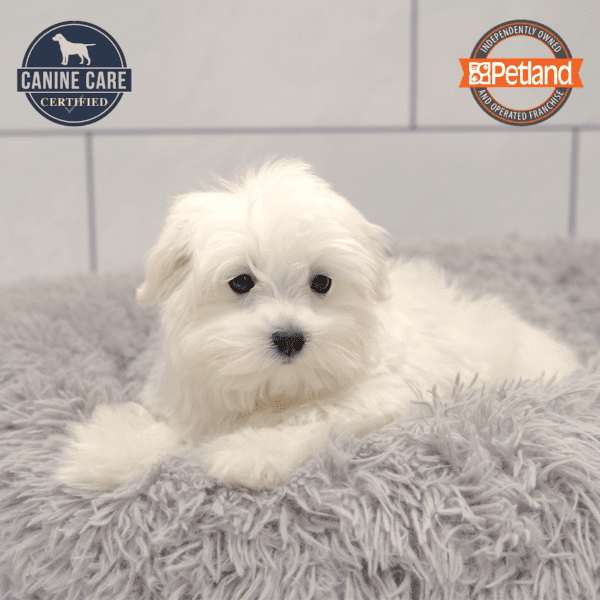 Maltese-Dog-Male---Petland Overland Park, Kansas