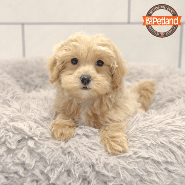 Maltipoo Dog Female Petland Overland Park, Kansas