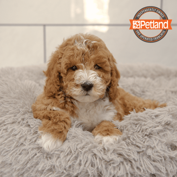 Goldendoodle Mini 2nd Gen-Dog-Female---Petland Overland Park, Kansas