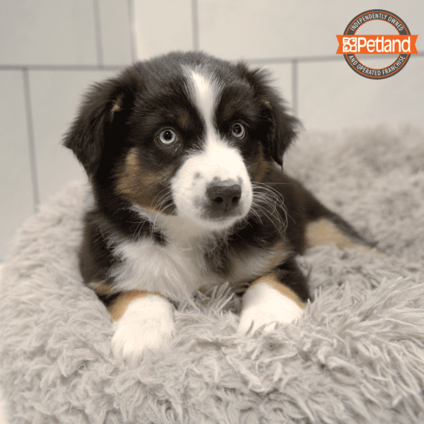 Miniature American Shepherd-Dog-Female---Petland Overland Park, Kansas