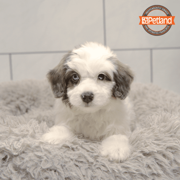 Aussiedoodle Mini-Dog-Female---Petland Overland Park, Kansas