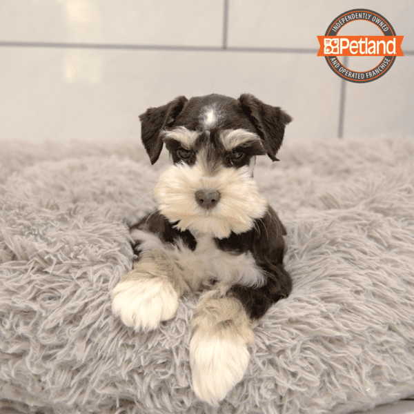 [#243802-02] Chocolate / Tan F Miniature Schnauzer Puppies for Sale