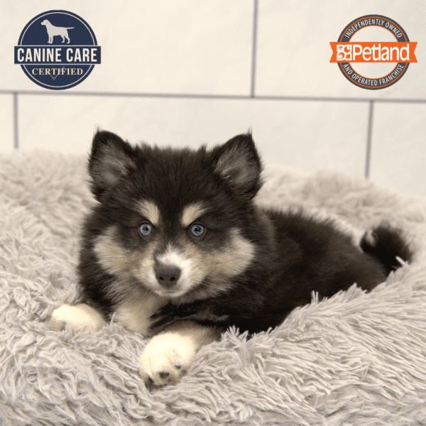 Pomsky-Dog-Female---Petland Overland Park, Kansas