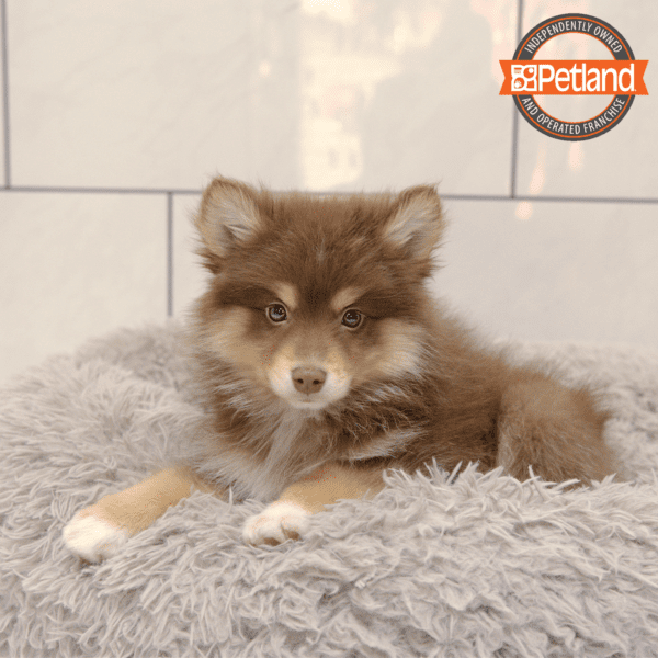 [#243312-04] Chocolate M Pomsky Puppies for Sale