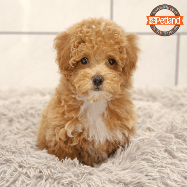 Poodle-Dog-Female---Petland Overland Park, Kansas