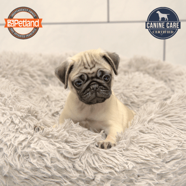 Pug-Dog-Female---Petland Overland Park, Kansas