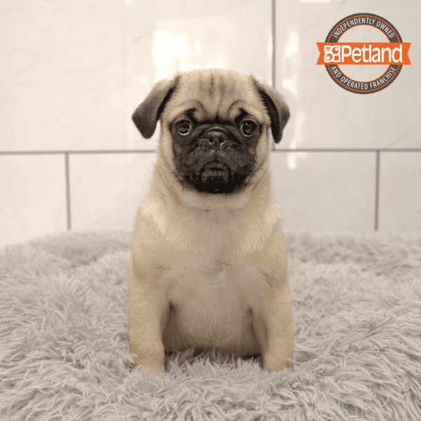 Pug-Dog-Male---Petland Overland Park, Kansas