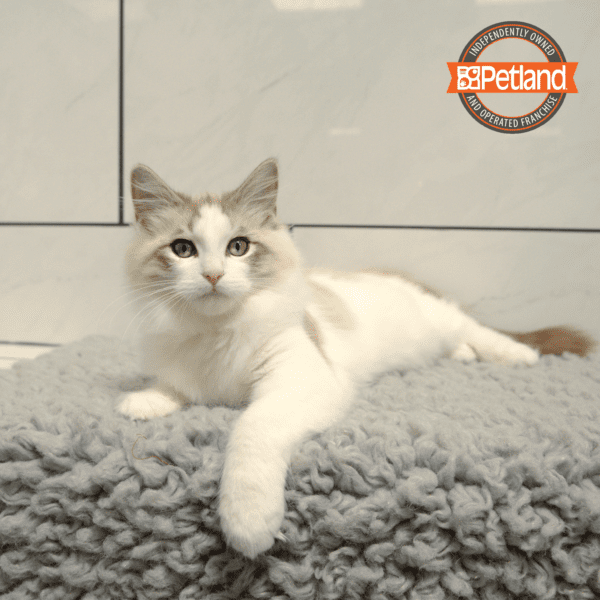 Ragamuffin-Cat-Male---Petland Overland Park, Kansas